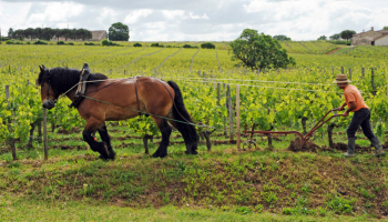  Tout savoir sur le vin Bio -  [Etape 1] Produire du raisin 